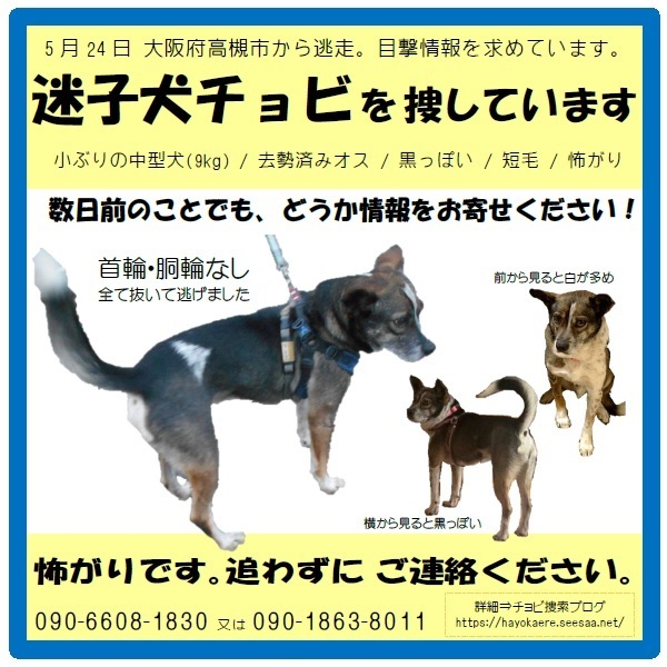 迷子犬 チョビ を捜しています 〜高槻市→〜