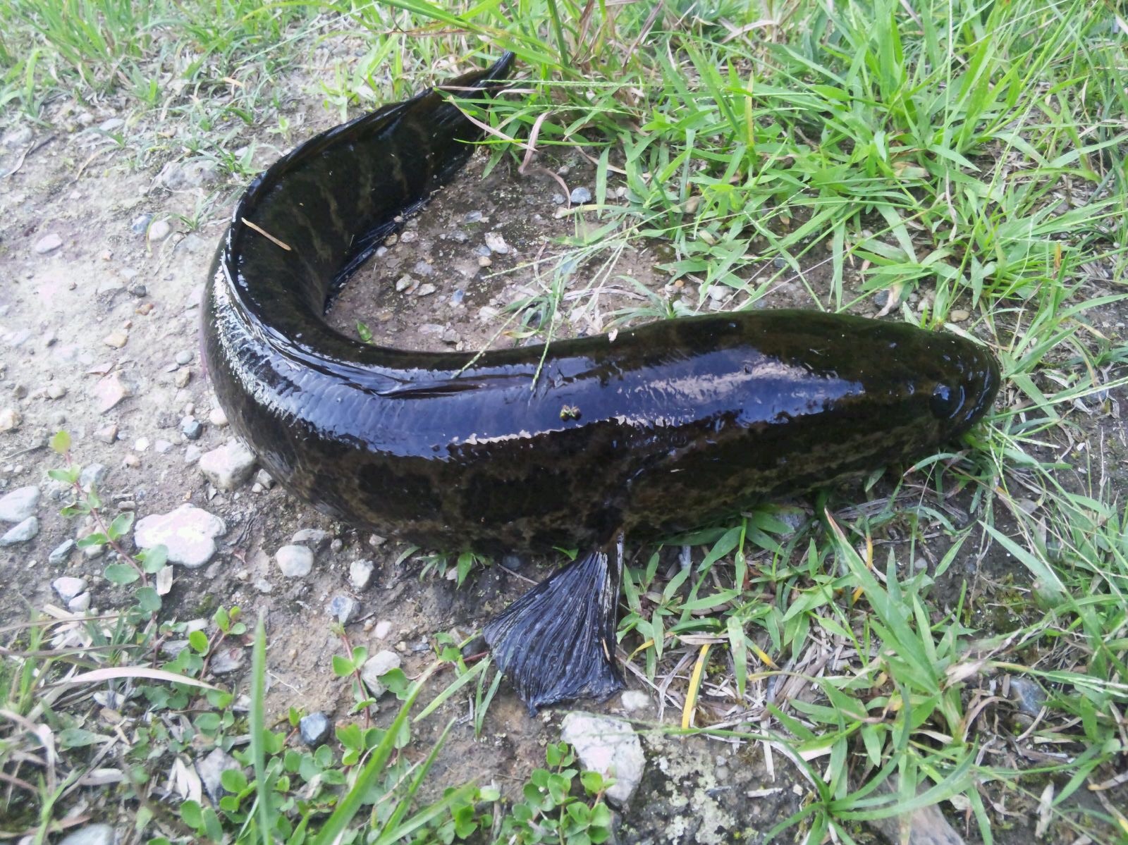 雷魚釣り