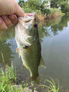 炎天下のバス釣り！